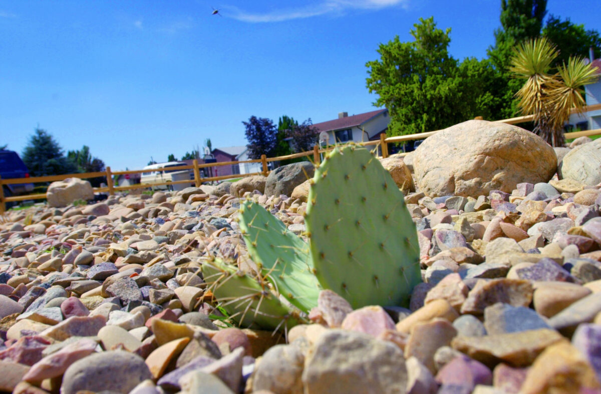 Layton council adopts watersaving landscaping requirements for most